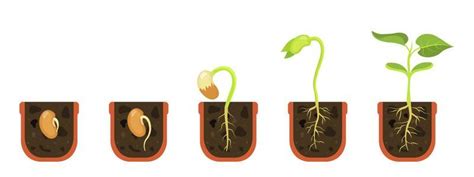 Flower Pot Vector Art, Icons, and Graphics for Free Download