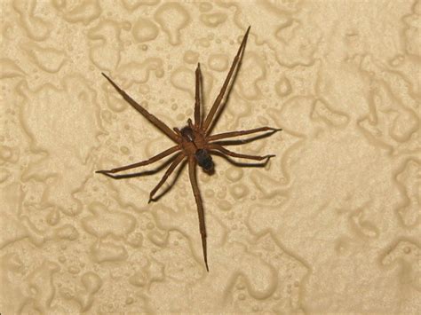 Flesh Eating Spider