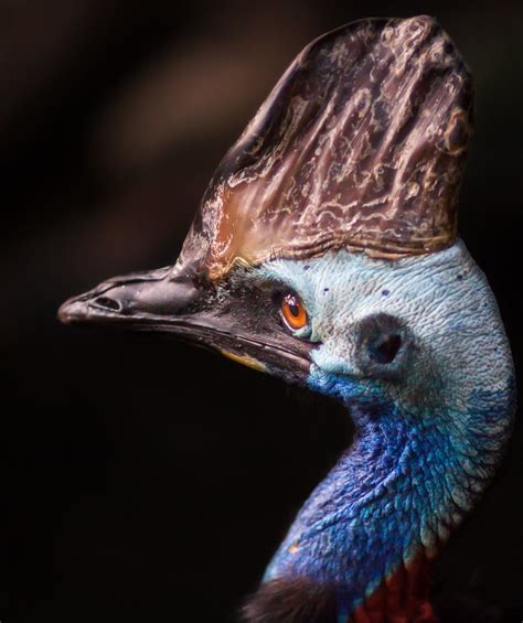 Southern Cassowary A Native Of Northeastern Australia The Flickr