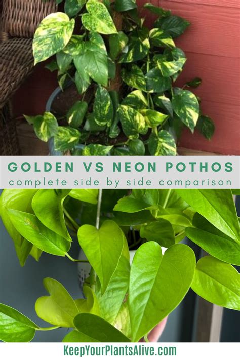 Golden Pothos Vs Neon Pothos Keep Your Plants Alive