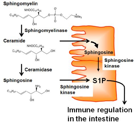 Dietary Sphingolipids In Epithelial Cell S1p Production Dietary Download Scientific Diagram