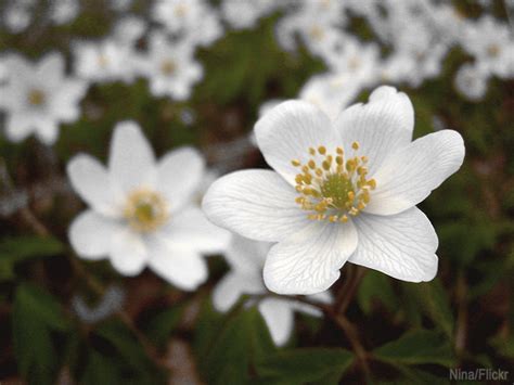 4 Plants For a Memorial Garden - Hobby Farms