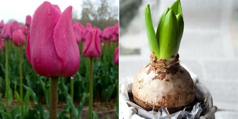 Passos Para Fazer Mudas Das Tulipas Do Bulbo Flor Super Universo