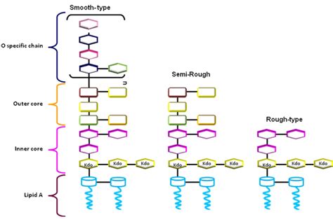 Mechanisms of O-Antigen Structural Variation of Bacterial ...