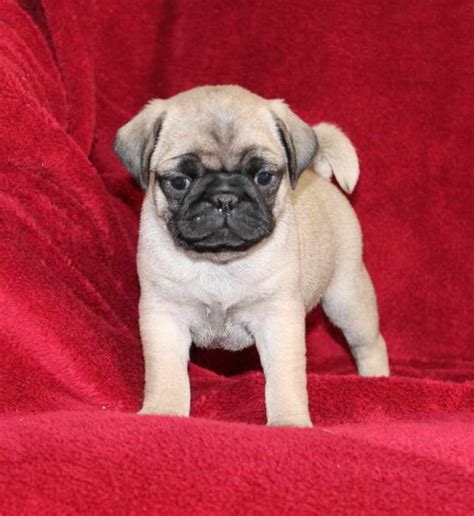 Chinese Pug For Sale | PETSIDI