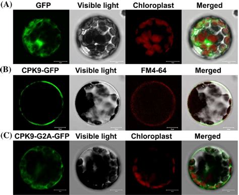 Subcellular Localization Of Cpk A The Control S Gfp Was Expressed