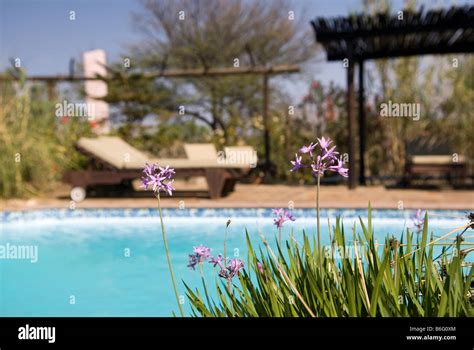 Swimming pool at Immanuel Lodge, Windhoek, Namibia Stock Photo - Alamy