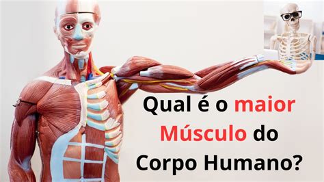 Qual é o maior Músculo do Corpo Humano YouTube