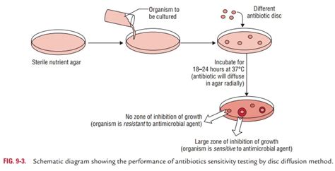 Antibiotic Sensitivity Testing