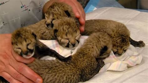 Adorable Video Shows Cheetah Cubs Being Cared For At Cincinnati Zoo