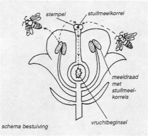 Bestuiving Imkerpedia