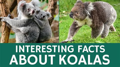 Koala Facts