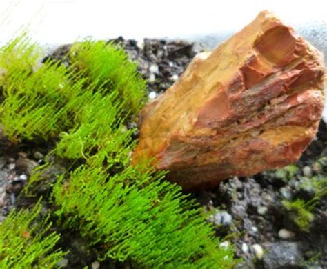 How To Make A Terrarium In A Jar Dengarden