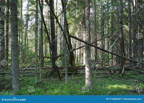 Taiga Biome Dominated By Coniferous Forests Picea Spruce Genus Of