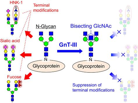 Bisecting Glcnac Is A General Suppressor Of Terminal Modification Of N