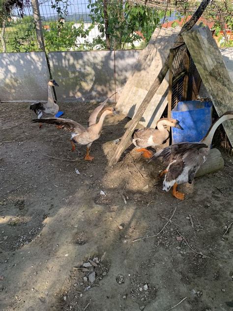 Animais De Quinta Nossa Senhora Do Amparo OLX Portugal