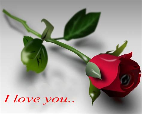 I Love You Rose Wallpapers Wallpaper Cave