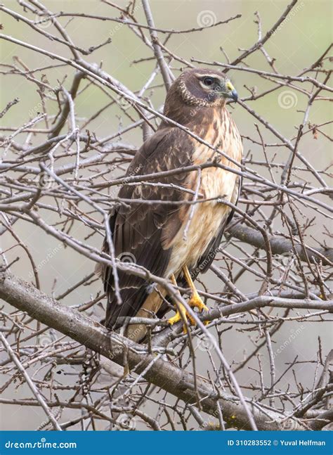 Northern Harrier Immature Female Perched on a Tree. Stock Photo - Image