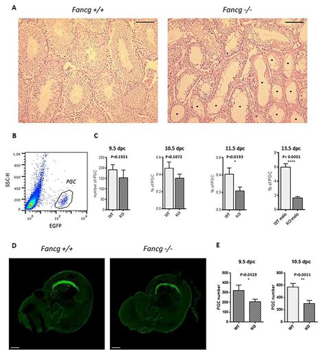 Fancg Mice Exhibit Loss Of Germinal Cells In Embryos And Adult