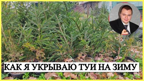 📌Как я укрываю туи🌲 на зимнее время от солнечных ожогов - YouTube