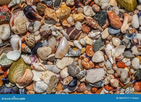 Conchas Do Mar Sortidos E Fundo Dos Seixos Imagem De Stock Imagem De