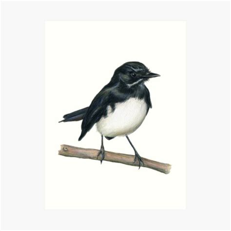 Willie Wagtail Art Prints Redbubble