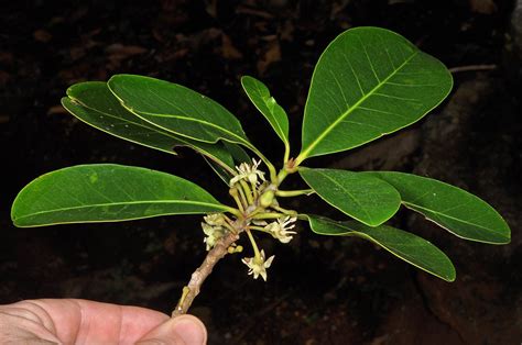 Palaquium Bataanense Sapotaceae