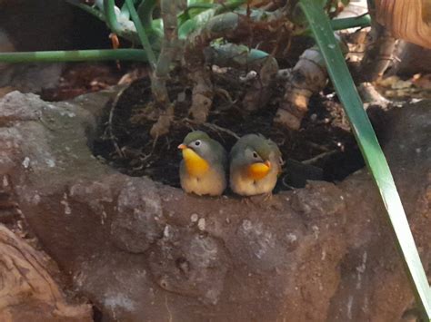 Red Billed Leiothrix Leiothrix Lutea Zoochat