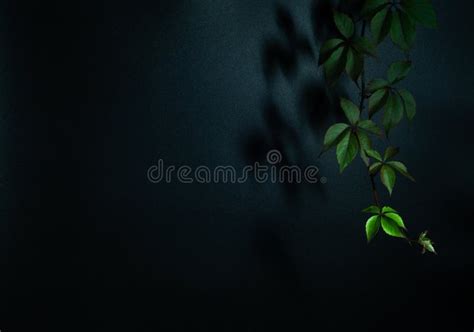 Dark Image Bright Green Leaves Of Creeper On Black Stock Image Image