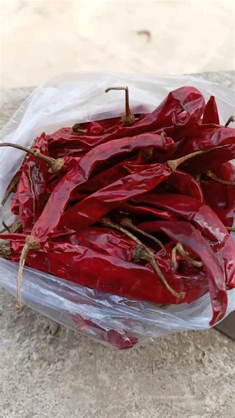 Wonder Hot Red Chilli Packaging Size 40 To 60 Kg At 300 Kg In Jamnagar