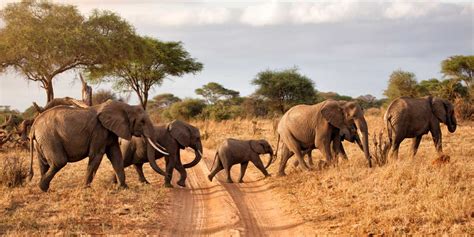 Tarangire National Park High Peaks Expeditions