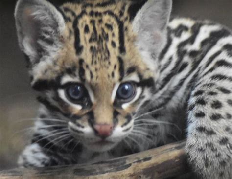 Buffalo Zoo's adorable baby ocelot gets a name (video) - syracuse.com