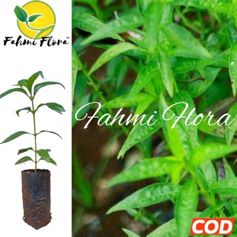 Jual SAMBILOTO Andrographis Paniculata Shopee Indonesia