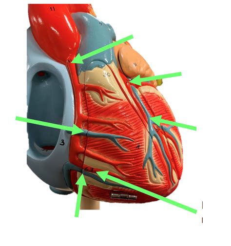 Coronary Circulation Diagram Quizlet