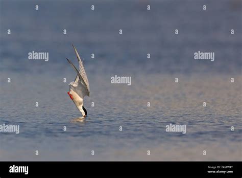 Bird Nose High Resolution Stock Photography And Images Alamy