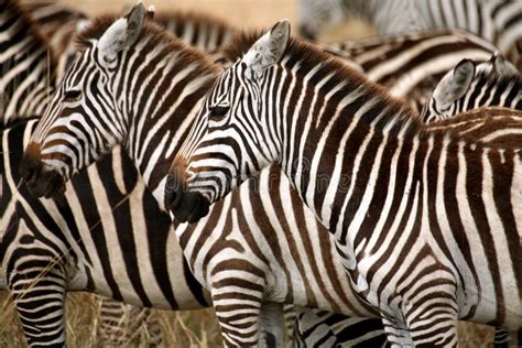 Zebra and Oxpeckers stock photo. Image of zebra, africa - 1962924