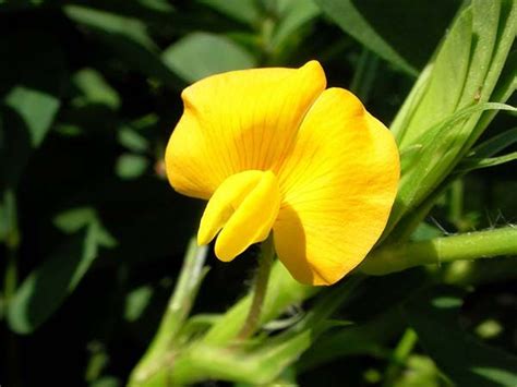 【家庭菜園】【落花生の育て方】｜種まきから収穫までのポイントやよくある疑問 植物とあなたをつなぐplantia