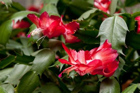 Christmas Cactus Red Flames Schlumbergera Easy To Grow 5 Double