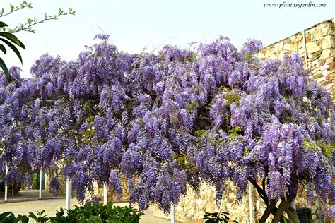 Wisteria Sinensis La Glicina