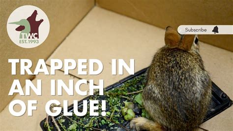 Freeing A Rabbit Caught In A Glue Trap Youtube