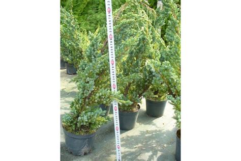 Можжевельник чешуйчатый Мейери (Juniperus squamata Meyeri)