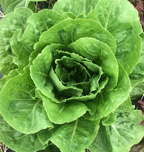 Romaine Hearts Red Hook Responds