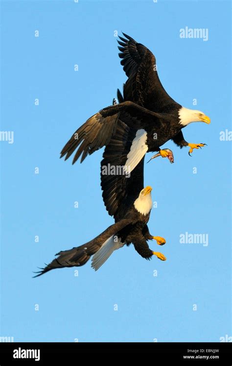 North American Birds Of Prey Hi Res Stock Photography And Images Alamy