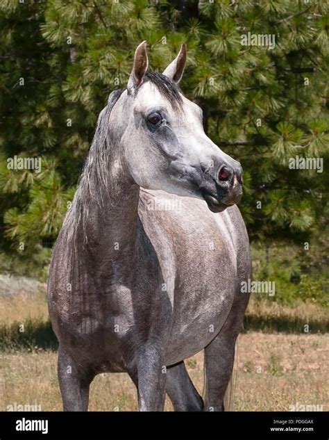 Arabian horse, white background hi-res stock photography and images - Alamy