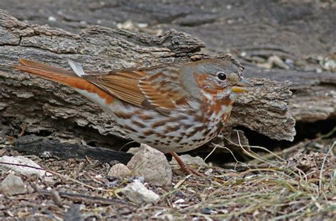 Fox Sparrow South Llano River State Park Junction Kimble Flickr