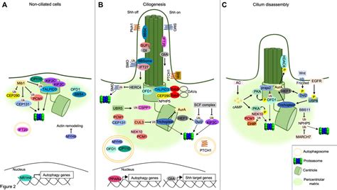 Frontiers Pathophysiology Of Primary Cilia Signaling And