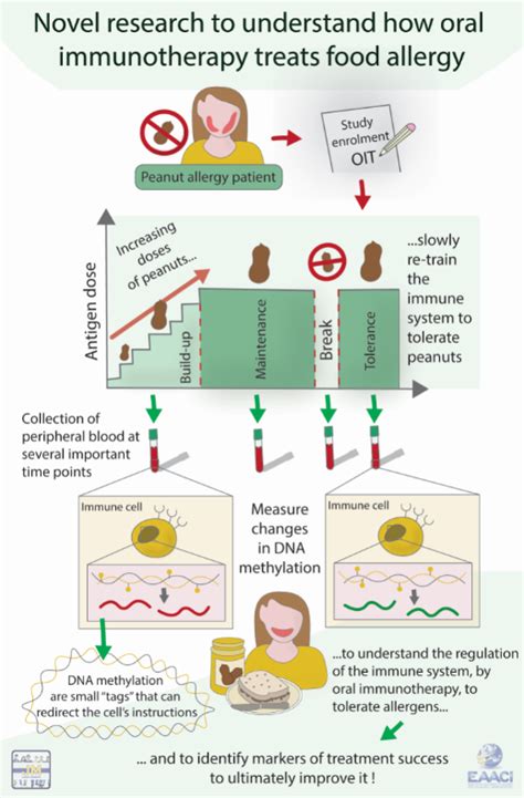 Working Towards A Safer And More Effective Oral Immunotherapy A Treatment For Food Allergy