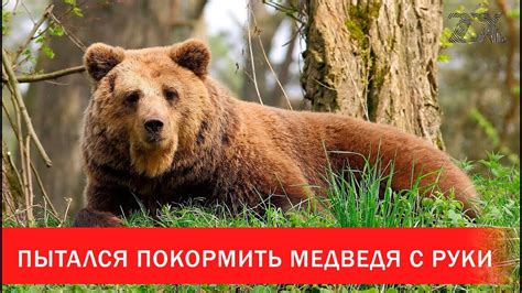 Пытался покормить дикого медведя с руки Зона Х Youtube