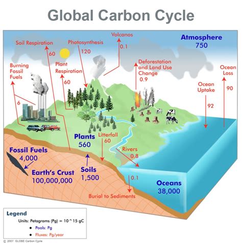 The Global Carbon Cycle – Carbon and the Earth