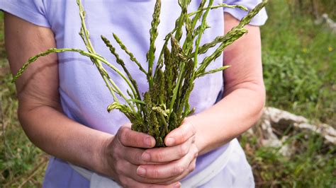 10 Varieties Of Asparagus, Explained